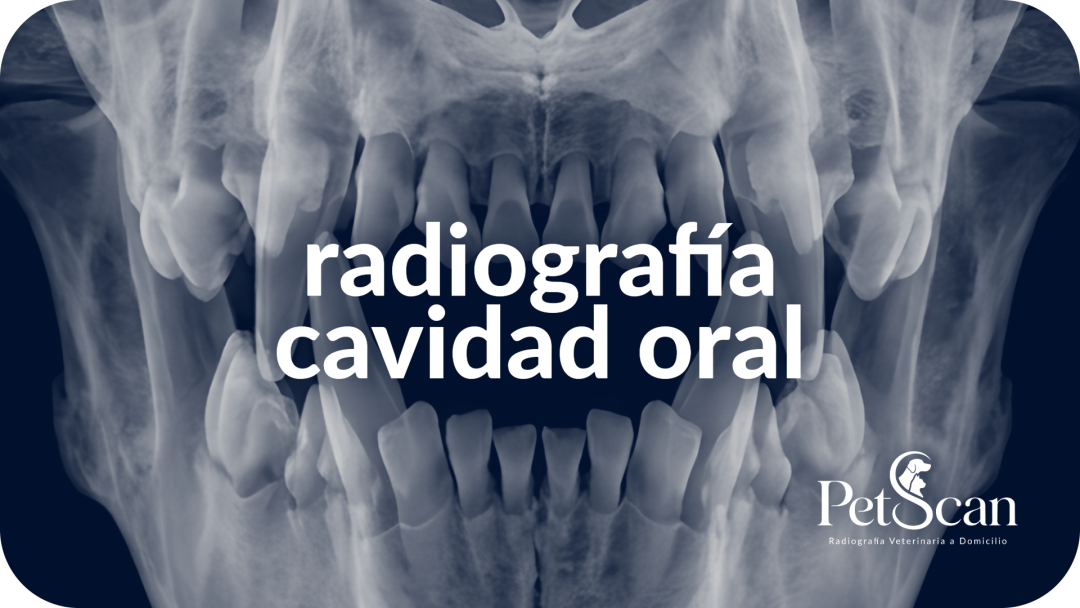Radiografía cavidad oral